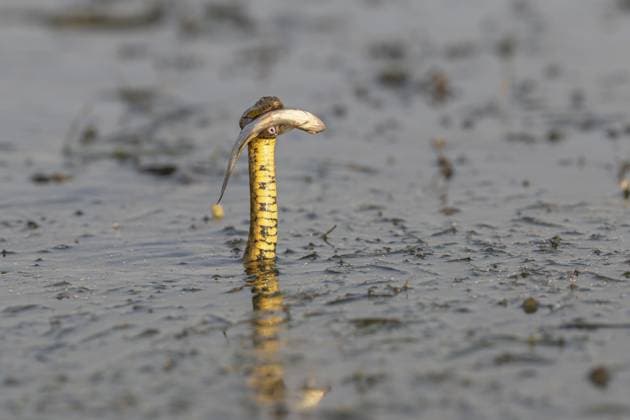 Würfelnatter (Natrix tessellata) Schlange mit Fisch im Maul, schmimmend, Donau Delta, Rumänien Dice snake (Natrix tessellata) Snake with fish in its mouth, swimming, Danube Delta, Romania Copyright: imageBROKER HeinzxHudelist iblhei15129766.jpg
