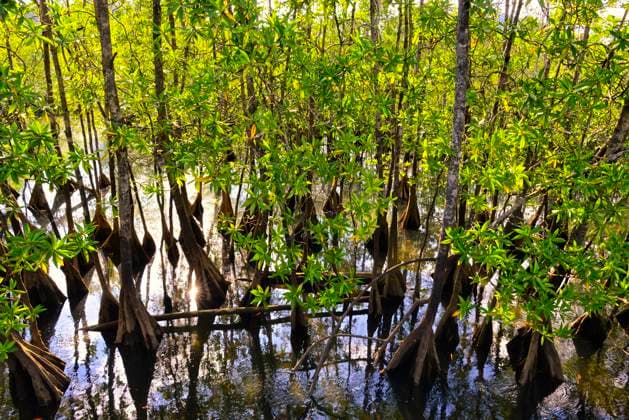 Utria National Park Oct 2, 2015 - Bahia Solano, Choco Region, Colombia - Utria National Park. Estero Sector with Tea mangroves ( Pelliciera rhizophorae ) Copyright: xKikexCalvox