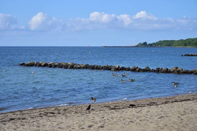 Enten schwimmen nahe einem Felsenstrand unter einem klaren Himmel mit ruhigem Meer, Heikendorf, Kreis Plön, Kieler Förde, Schleswig-Holstein, Deutschland Ducks swimming near a rocky beach under a clear sky with calm sea, Heikendorf, Kreis Plön, Kieler Förde, Schleswig-Holstein, Germany Copyright: imageBROKER RaimundxLinke ibxrde15149788.jpg