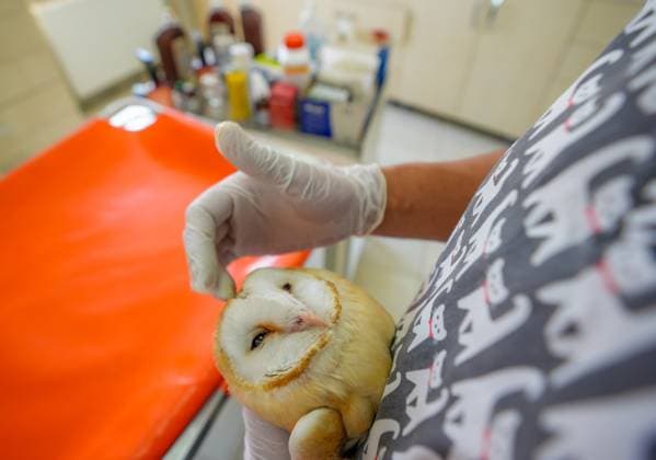 Four orphan barn owl chicks are under treatment in Turkiye s Diyarbakir DIYARBAKIR, TURKIYE - SEPTEMBER 23: Four orphan barn owl chicks were found weak from hunger and thirst after their mother’s death, are under treatment at the Dicle Wildlife Rescue and Rehabilitation Center before being released back into their natural habitat on September 23, 2025, in Diyarbakir, Turkiye. Bestami Bodruk Anadolu Diyarbakir Turkey. Editorial use only. Please get in touch for any other usage.  Copyright: x2025xAnadoluxBestamixBodrukx
