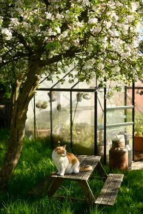 Cat sitting on picnic table under blossoming tree in spring garden, Hamburg Hamburg Deutschland Altes Land GISF01227