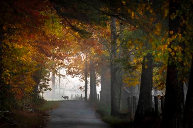 Ethereal Autumn Dawn: Lone Deer on a Foggy Kentucky Forest Road Williamsburg, Kentucky, United States CR_CIRZ250917DD-1834062-01