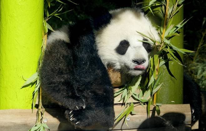 24.09.2025, Berlin - Deutschland. Tierische Stars im Zoo Berlin: Panda-Mädchen. *** 24 09 2025, Berlin Germany Animal stars at Berlin Zoo Panda girl