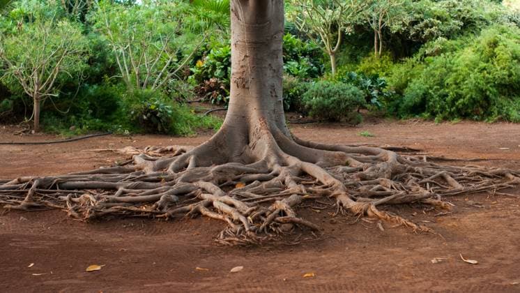 Creative Highlights World Tree with exposed tangled roots stretching across dry earth in a tropical garden A large tree stands firmly with massive roots extending in all directions over dry soil, surrounded by lush green plants., 95140568.jpg RECORD DATE NOT STATED