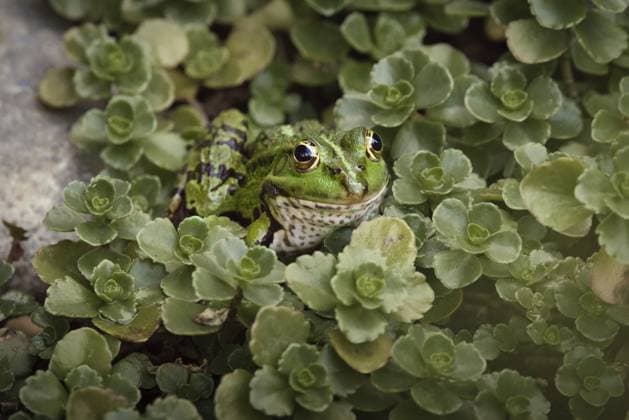 Creative Highlights World Teichfrosch (Pelophylax kl. esculentus) auf einem Stein im Grünen, Rheinland-Pfalz, Deutschland Edible Frog (Pelophylax cl. esculentus) on a stone in the countryside, Rhineland-Palatinate, Germany Copyright: imageBROKER LarissaxSchlarb ibxlas15150730.jpg
