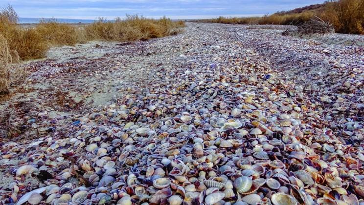 Creative Highlights World View of the shore of the shallowed Tiligul estuary, covered with storm discharges of bivalve shells View of the shore of the shallowed Tiligul estuary, covered with storm discharges of bivalve shells in winter, Ukraine, 61190694.jpg RECORD DATE NOT STATED