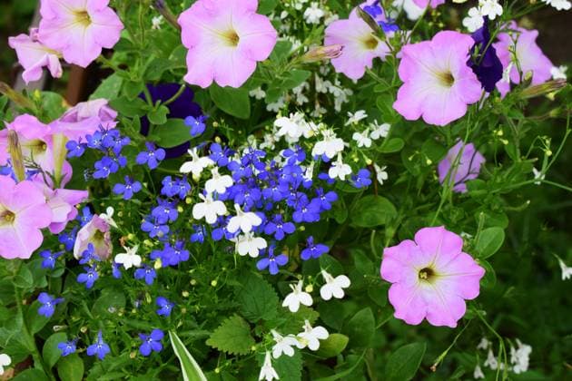 A vibrant assortment of flowers. Petunia and Lobelia Harmony A vibrant assortment of flowers. Prominent are pink petunia blooms interspersed with clusters of small blue and white flowers, lobelias. The flowers are surrounded by lush green foliage, creating a colorful and lively garden scene., 97583854.jpg RECORD DATE NOT STATED