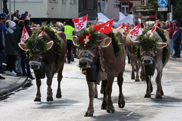 News Bilder des Tages 27.09.2025 Landwirtschaft, Kerns Schweiz Alpabfahrt Kerns Kanton Obwalden, Bild : Kuehe mit Kopfschmuck. *** 27 09 2025 Agriculture, Kerns Switzerland Alpine pasture Kerns Canton Obwalden, picture cows with headdresses 