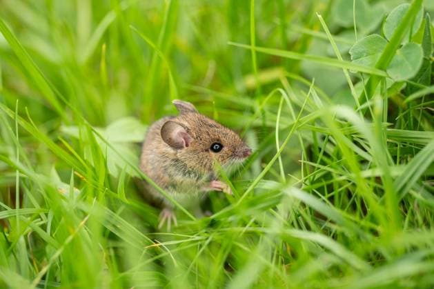 Entertainment Bilder des Tages Eine Waldmaus geht durch eine Wiese in der Nähe eines Sees. Rottweil Baden-Württemberg Deutschland *** A wood mouse walks through a meadow near a lake Rottweil Baden Württemberg Germany