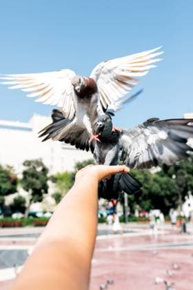 Doves landing on an anonymous person™s hand outdoors Cropped unrecognizable hand of an anonymous person holds out as two doves gracefully land in a lively outdoor setting, capturing a beautiful urban wildlife moment. Model Released SergioVictorVega_ID31376_1067235_002 Copyright: xSergioxVictorxVegax RECORD DATE NOT STATED