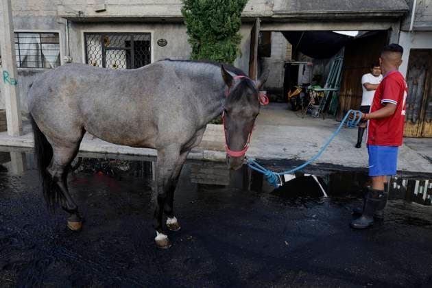 Rains Cause Severe Damage In The Tlahuac Municipality, Mexico City A horse is seen outside a home on the southern edge of the Tlahuac borough in Mexico City, Mexico, on September 28, 2025, where homes are damaged after heavy rains hit the capital, causing severe damage in the area. Mexico City Mexico City Mexico  Copyright: xGerardoxVieyrax originalFilename: vieyra-notitle250928_nph6r.jpg