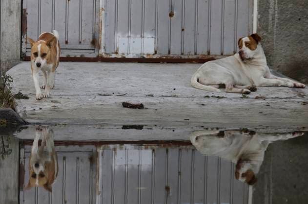 Rains Cause Severe Damage In The Tlahuac Municipality, Mexico City Two dogs are outside their homes in the southern end of the Tlahuac borough of Mexico City, Mexico, on September 28, 2025. Their homes are damaged after heavy rains hit the capital, causing serious damage to the area. Mexico City Mexico City Mexico  Copyright: xGerardoxVieyrax originalFilename: vieyra-notitle250928_npb4B.jpg