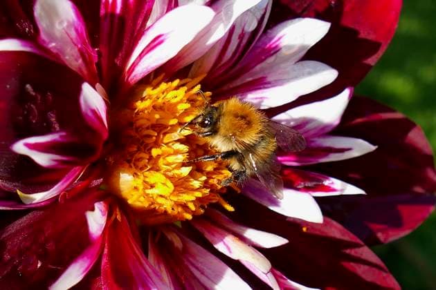 Seasonal weather Bees collect pollen from the pretty Dahlia flowers in the gardens of Greys Court on a sunny day in the countryside., Credit:Geoffrey Swaine Avalon UK, Oxfordshire, Rotherfield Greys  Copyright: xGeoffreyxSwainex xAvalonx 1041630651