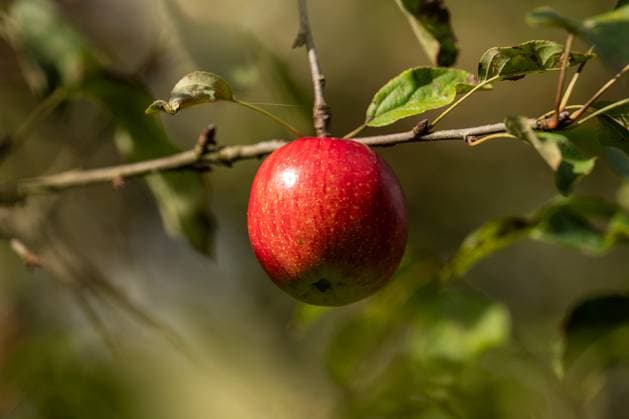 Ein Apfel hängt an einem Apfelbaum auf einer Obstwiese bei Rottweil. Rottweil Baden-Württemberg Deutschland *** An apple hangs on an apple tree in an orchard near Rottweil Rottweil Baden Württemberg Germany