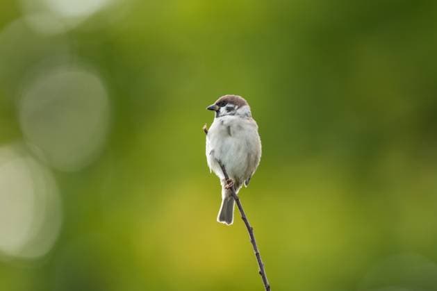 Ein Feldsperling hält sich an einem Zweig eines Strauchs fest. Rottweil Baden-Württemberg Deutschland *** A tree sparrow clings to a branch of a shrub Rottweil Baden Württemberg Germany