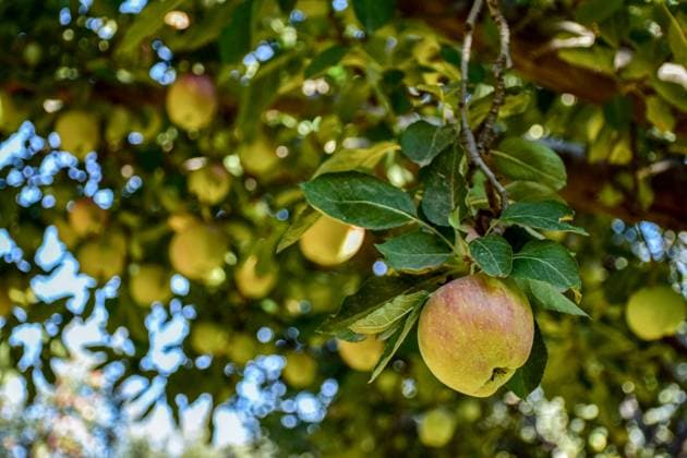 Apple harvesting in Kashmir, India - 29 Sep 2025 Fresh apples are pictured on tree branches at an orchard during harvesting season in Ganderbal, about 40kms from Srinagar, the summer capital of Jammu and Kashmir. Farmers across Kashmir valley started harvesting different varieties of apples and the season will last until mid-November. Agriculture is one of the backbones of Kashmir s economy, employing thousands of people. Kashmir India Copyright: xSaqibxMajeedx xSOPAxImagesx M_SAQIB_290925 (26)