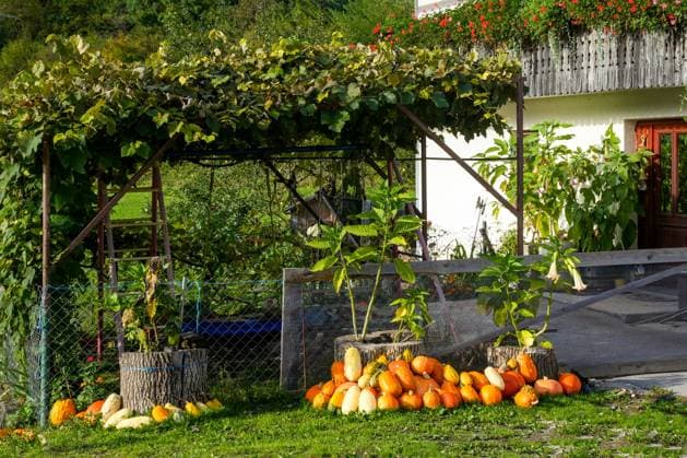 Ansammlung von bunten Kürbissen, die als Herbstdekoration oder nach der Ernte in einem üppigen Hausgarten ausgelegt wurden *** Collection from colourful Pumpkins, the as Autumn decoration Or to the Harvest in a lavish House garden designed were 1133301378