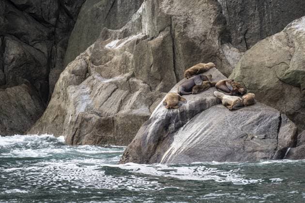 Creative Highlights World Stellers Seelöwen (Eumetopias jubatus), Kenai Fjords Nationalpark, Alaska, USA Steller sea lions (Eumetopias jubatus), Kenai Fjords National Park, Alaska, USA Copyright: imageBROKER ErhardxNerger ibxenh15185260.jpg