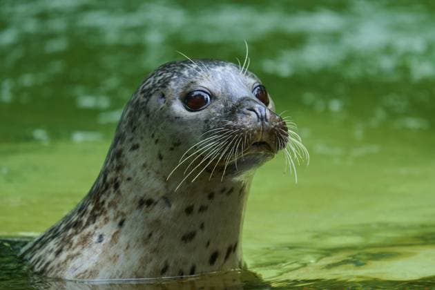 Robbe schaut mit aufmerksamen Augen und Schnurrhaaren aus dem grünen Wasser, Seehund (Phoca vitulina), Schleswig-Holstein, Deutschland Seal looks out of the green water with attentive eyes and whiskers, harbour seal (Phoca vitulina), Schleswig-Holstein, Germany Copyright: imageBROKER RaimundxLinke ibxrde15186740.jpg