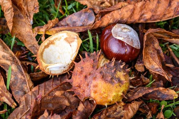 Herbst in Niedersachsen Oldenburg, Deutschland, 30.09.2025: Kastanien und herabgefallenes Laub im Herbst. *** Autumn in Lower Saxony Oldenburg, Germany, 30 09 2025 Chestnuts and fallen leaves in fall