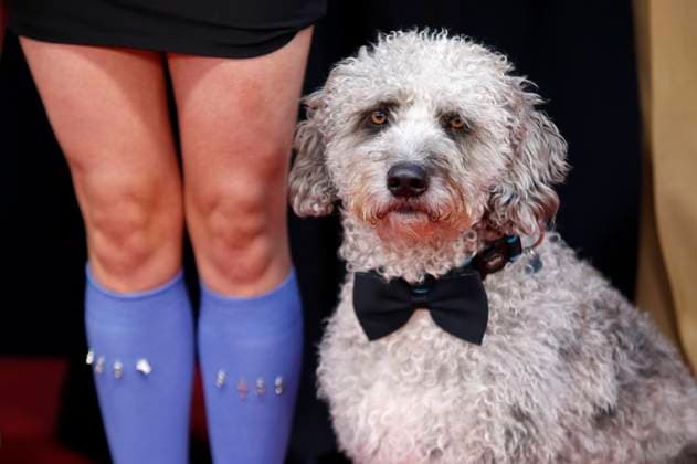 Filmhund Henry bei der Premiere des Kinofilms Babystar auf dem 33. Filmfest Hamburg 2025 im Cinemaxx Dammtor. Hamburg, 30.09.2025 *** Film dog Henry at the premiere of the movie Babystar at the 33 Filmfest Hamburg 2025 at Cinemaxx Dammtor Hamburg, 30 09 2025 Foto:xC.xTamckex xFuturexImagex babystar_5931