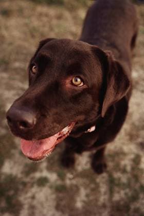 brown labrador in a field Amsterdam, North Holland, Netherlands R_DIRA250930-1843252-01 ,model released, Symbolfoto