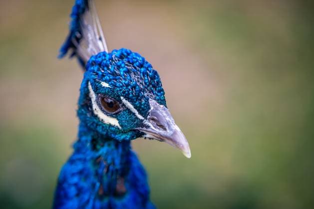 Creative Highlights World A large brown peafowl in Tucson, Arizona Tucson, Arizona, United States R_FPNSIS250930-1840899-01