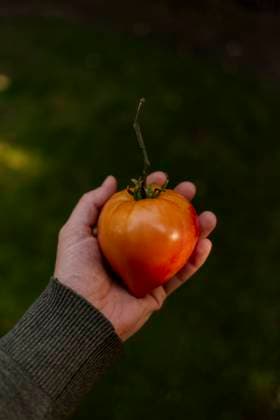 Hand holding a ripe tomato outdoors Amsterdam, North Holland, Netherlands R_RTBZ250930A7-1844464-01