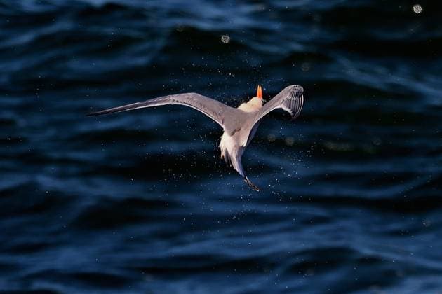 October 1, 2025, Monterey, California, US: Elegant Tern (Thalasseus elegans) flying upside down with its head twisted 180 degrees, a maneuver known as whiffling. .The whiffling technique helps birds descend to the ground quickly.. When close to the ground, they spin their body back to its normal position to land safely..This species is considered Near Threatened. Monterey US - ZUMAm225 20251001_zap_m225_005 Copyright: xRoryxMerryx