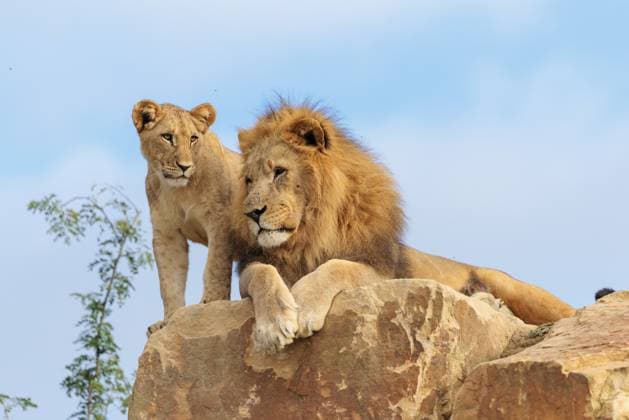 Creative Highlights World Ein großer männlicher Löwe (Panthera leo) ruht sich an einem sonnigen Tag neben einem weiblichen Jungtier auf einem felsigen Hügel aus. Gefangenschaft A big male lion (Panthera leo) rests next to a female cub standing on a rocky hill on a sunny day. Captive Copyright: imageBROKER photoholic iblprn15196066.jpg
