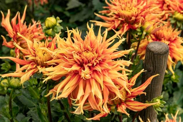 Gardening. Autumn means that dahlias display their colourful flowers in a myriad of hybrids. Orange, cactus garden, bloom, Dahlia, flower, flowers, flowering, september, plant portrait, autumn, perennial, close up, close ups, blossom, bloom, macro, petal, floral, closeup, beautiful, close-up