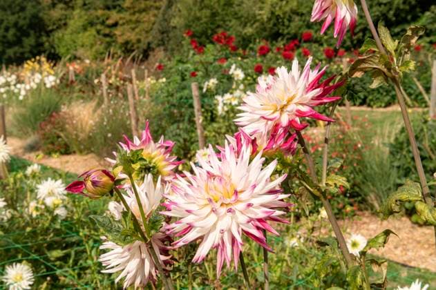 Gardening. Autumn means that dahlias display their colourful flowers in a myriad of hybrids. White pink tips cactus garden, bloom, Dahlia, flower, flowers, flowering, september, plant portrait, autumn, perennial, close up, close ups, blossom, bloom, macro, petal, floral, closeup, beautiful, close-up
