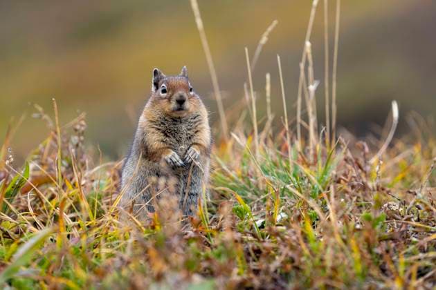 October 2, 2025, Mount Rainier National Park, Washington, USA: A golden-mantled ground squirrel (Callospermophilus lateralis) in a meadow near Paradise in Mount Rainier National Park on Thu., Oct. 2, 2025. Mount Rainier National Park USA - ZUMAb344 20251002_znp_b344_008 Copyright: xM.xScottxBrauerx