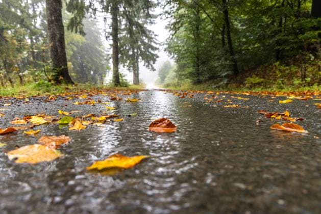 Sturmtief Detlef im Taunus Bei Regen und Wind sind zahlreiche Blätter im Taunus von den Bäumen herabgefallen., Schmitten Hessen Deutschland *** Storm Detlef in the Taunus In rain and wind, numerous leaves have fallen from the trees in the Taunus , Schmitten Hessen Germany