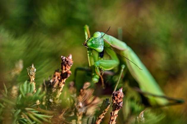 Europäische Gottesanbeterin ( Mantis religiosa ). Europäische Gottesanbeterin ( Mantis religiosa ). 20251003MIC0372 *** European praying mantis Mantis religiosa European praying mantis Mantis religiosa 20251003MIC0372
