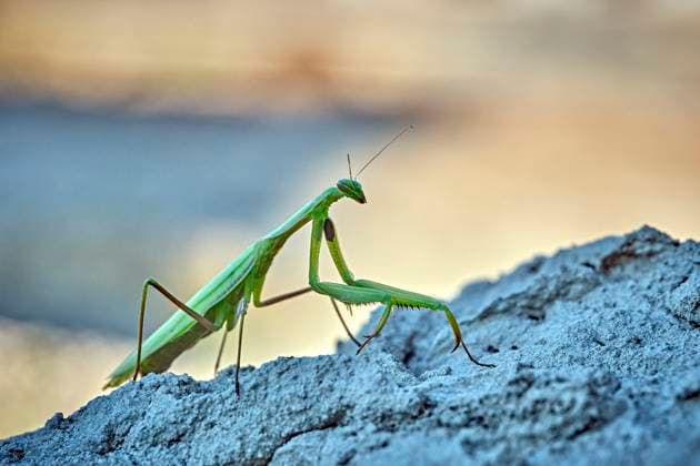 Europäische Gottesanbeterin ( Mantis religiosa ). Europäische Gottesanbeterin ( Mantis religiosa ). 20251003MIC0070 *** European praying mantis Mantis religiosa European praying mantis Mantis religiosa 20251003MIC0070