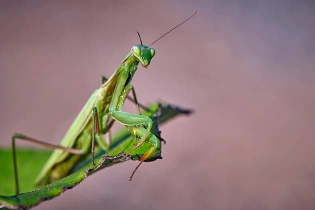 Creative Highlights World Europäische Gottesanbeterin ( Mantis religiosa ). Europäische Gottesanbeterin ( Mantis religiosa ). 20251003MIC0103 *** European praying mantis Mantis religiosa European praying mantis Mantis religiosa 20251003MIC0103