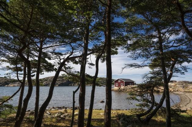 Kiefernwald und falunrotes Haus, Insel Resö, Bohuslän, Skagerrak, Sotenäs, Västra Götalands län, Schweden Pine forest and falun red house, Resö island, Bohuslän, Skagerrak, Sotenäs, Västra Götalands län, Sweden Copyright: imageBROKER OlafxKrüger ibxomk15195856.jpg