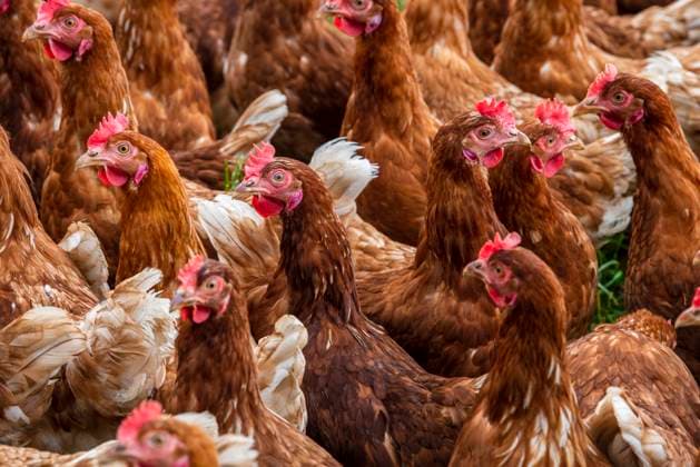 Hühner auf einem Bauernhof Bio-Hühner in Freilandhaltung auf einem Bauernhof *** Chickens on a farm Organic free-range chickens on a farm