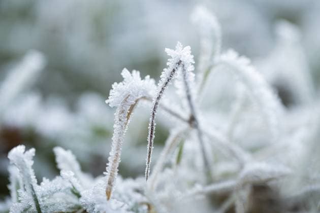 Ice crystals from roarfrost on graß blades in winter, Bavaria, Deutschland Ice crystals from roarfrost on grass blades in winter, Bavaria, Germany Copyright: imageBROKER Davidx&xMichaxSheldo ibxshe15218198.jpg