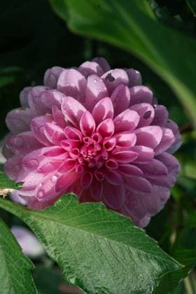 Pink dahlia in the organic garden Emmen, Drenthe, Netherlands R_GRVT251005-1845199-01