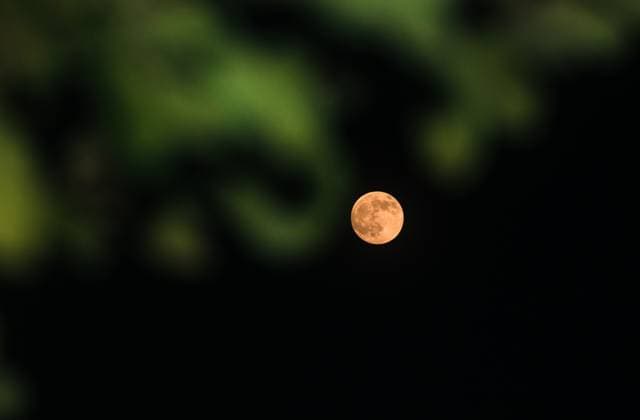 The First Supermoon Of The Year - October™s Full Harvest Moon The full moon in October, known as the Hunter s Moon -- also this year s Harvest Moon and the first supermoon of the year -- is seen through the branches and leaves of trees in a forest at Tehatta, West Bengal, India, on October 6, 2025. The Harvest Moon is the full moon closest to the autumnal equinox. Historically, its bright light helped farmers complete their harvests, according to the Old Farmer s Almanac. Tehatta India  Copyright: xSoumyabrataxRoyx originalFilename: roy-notitle251006_npebd.jpg