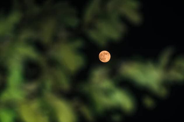 The First Supermoon Of The Year - October™s Full Harvest Moon The full moon in October, known as the Hunter s Moon -- also this year s Harvest Moon and the first supermoon of the year -- is seen through the branches and leaves of trees in a forest at Tehatta, West Bengal, India, on October 6, 2025. The Harvest Moon is the full moon closest to the autumnal equinox. Historically, its bright light helped farmers complete their harvests, according to the Old Farmer s Almanac. Tehatta India  Copyright: xSoumyabrataxRoyx originalFilename: roy-notitle251006_nplK0.jpg