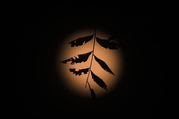 The First Supermoon Of The Year - October™s Full Harvest Moon The full moon in October, known as the Hunter s Moon -- also this year s Harvest Moon and the first supermoon of the year -- is seen through the branches and leaves of trees in a forest at Tehatta, West Bengal, India, on October 6, 2025. The Harvest Moon is the full moon closest to the autumnal equinox. Historically, its bright light helped farmers complete their harvests, according to the Old Farmer s Almanac. Tehatta India  Copyright: xSoumyabrataxRoyx originalFilename: roy-notitle251006_nppmD.jpg