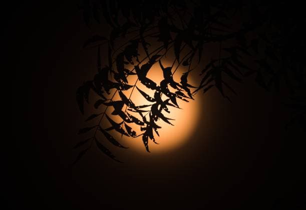 The First Supermoon Of The Year - October™s Full Harvest Moon The full moon in October, known as the Hunter s Moon -- also this year s Harvest Moon and the first supermoon of the year -- is seen through the branches and leaves of trees in a forest at Tehatta, West Bengal, India, on October 6, 2025. The Harvest Moon is the full moon closest to the autumnal equinox. Historically, its bright light helped farmers complete their harvests, according to the Old Farmer s Almanac. Tehatta India  Copyright: xSoumyabrataxRoyx originalFilename: roy-notitle251006_npyU0.jpg