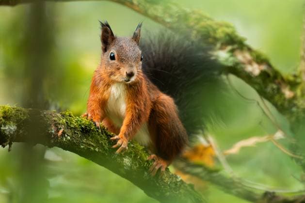 Ein Eichhörnchen hält sich in einem Waldstück an einem Ast eines Baumes fest. Rottweil Baden-Württemberg Deutschland *** A squirrel holds on to a branch of a tree in a wooded area Rottweil Baden Württemberg Germany