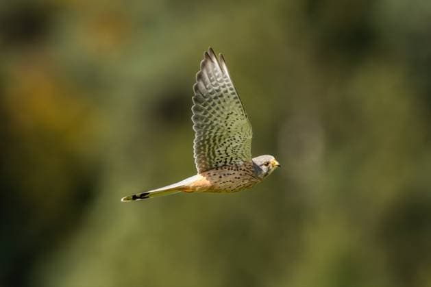Ein Turmfalke fliegt bei Sonnenschein über ein Feld. Gosheim Baden-Württemberg Deutschland *** A kestrel flies over a field in the sunshine Gosheim Baden Württemberg Germany