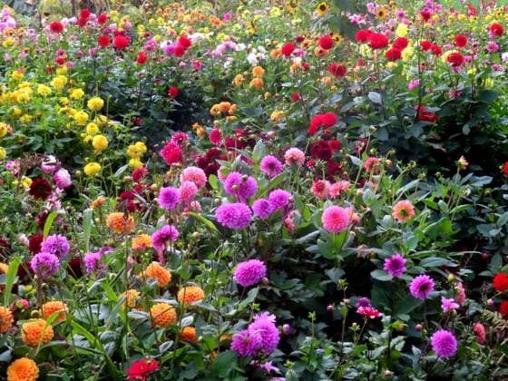 Dahlien in voller Bluete im Oktober - eine einzige Farbenexplosion Dahlienbluete im Oktober *** Dahlias in full bloom in October an explosion of color Dahlia blossom in October
