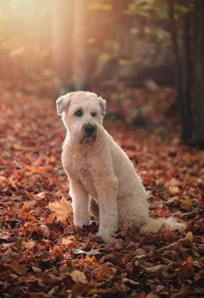 Cute wheaten terrier dog sitting on leafy path on autumn day. Kingston, Ontario, Canada CR_DOHO251010B-1861740-01