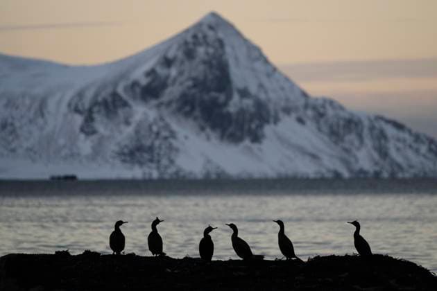 Cormorants on rock at dawn, Haukland beach, Lofoten Islands, Norway Leknes, Nordland, Norway CR_XCPU251009A-1861942-01